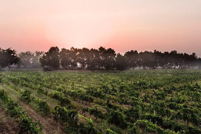 Baalback , Anjar & Chateau Ksara - Chateau Ksara and the old wine caves