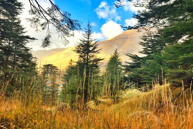 Cedars, Bsharre & Kozhaya Day Tour - The Cedars of God and Lebanon’s national tree