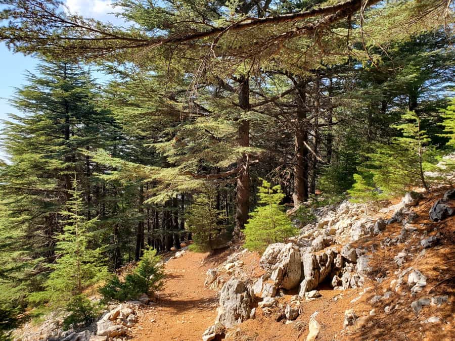 Cedars Shouf & Beiteddine w/pick-up, guide, entries+lunch - Key points at a glance