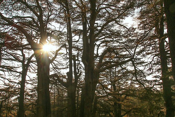 Full-Day Guided Tour of Northern Lebanon with Hotel Pickup - Is $82.20 a fair price?