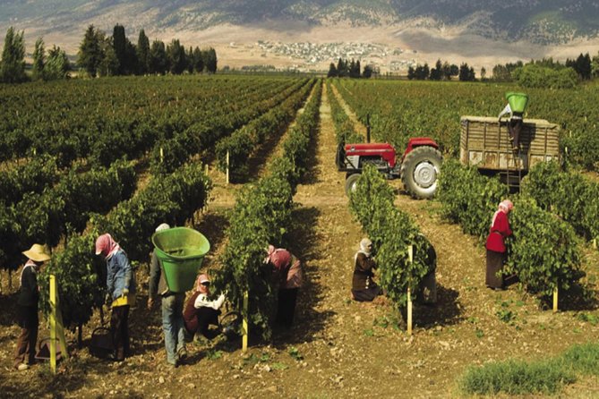 Journey Through Lebanese Wine: A Private Tour in the Beqaa Valley - Château St Thomas and a family tradition