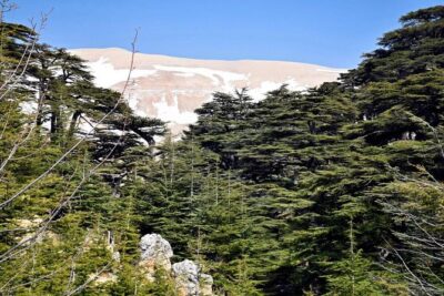 PRIVATE Tour to Cedars of God, Besharre & Qozhaya Valley