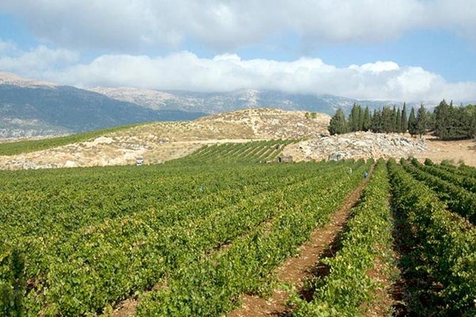 PRIVATE Wine Tasting Tour to the Bekaa Valey Fabulous Wineries - Château St. Thomas: a second point of comparison