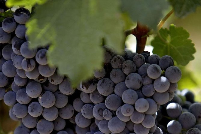 PRIVATE Wine Tasting Tour to the Bekaa Valey Fabulous Wineries - The main drawbacks to weigh