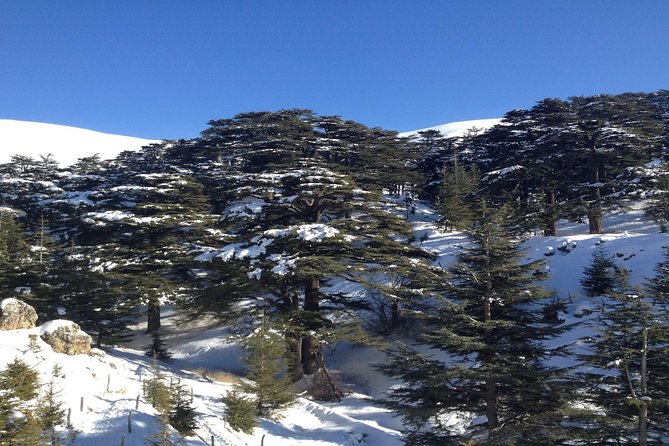 Small Group Tours to Qadisha Valley, Bcharre and Cedars with lunch and all fees - The Cedars of God: Lebanon’s national symbol